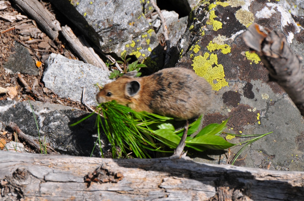 A nesting pika/