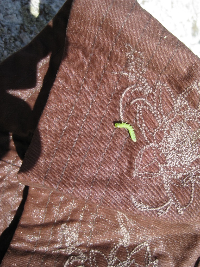 The hat, she is back... with an itsy bitsy caterpillar /