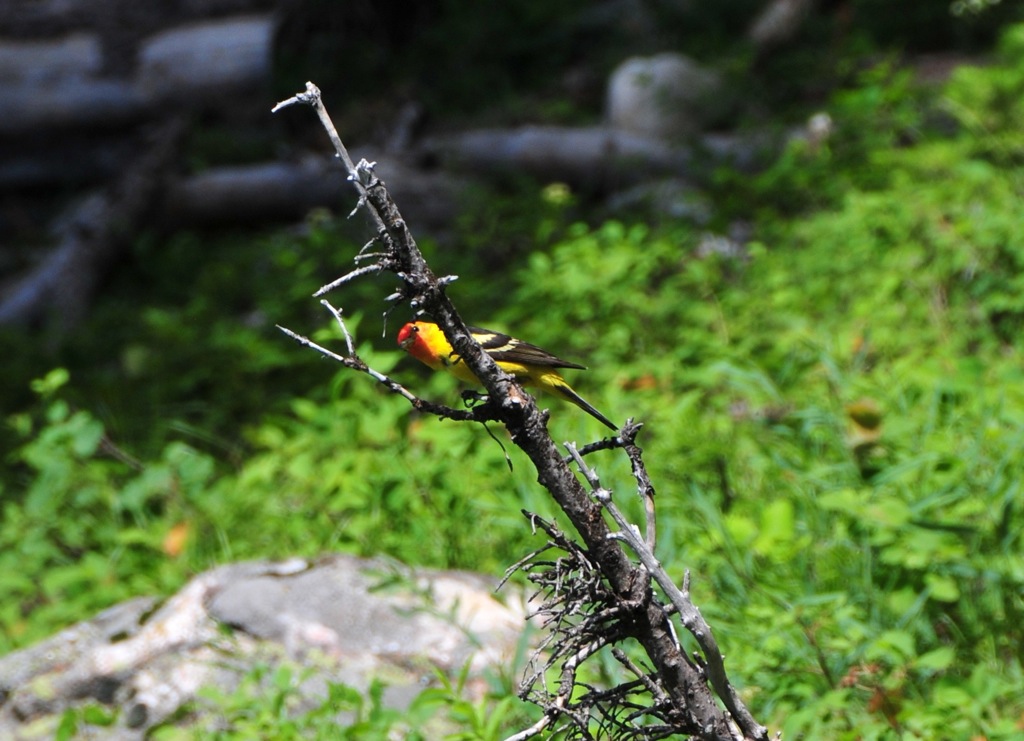 Ken, if you're reading this, what is this bird?/