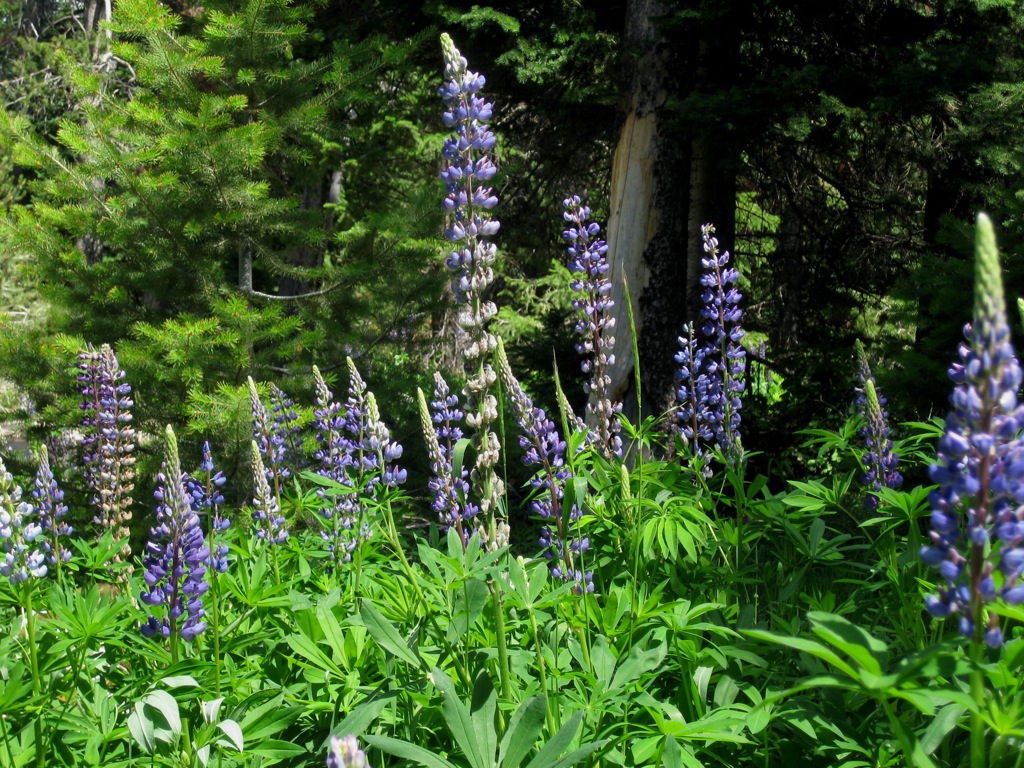 Blooming lupins/