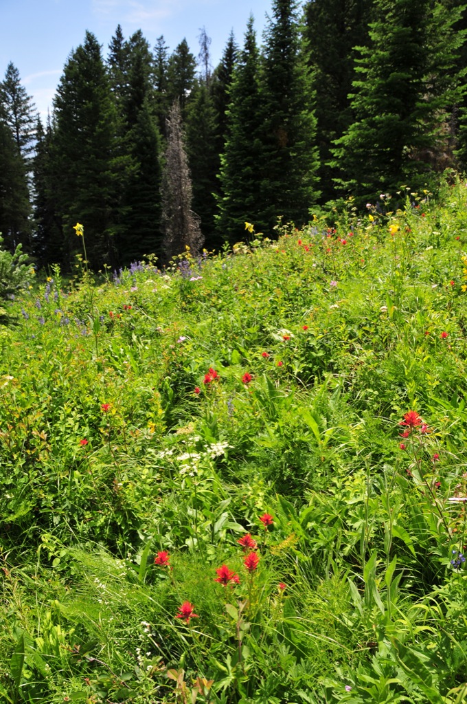 Lot's of wild flowers everywhere/