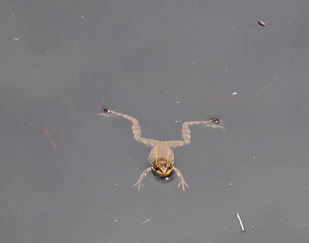 The frog, she was not a good hunter!/