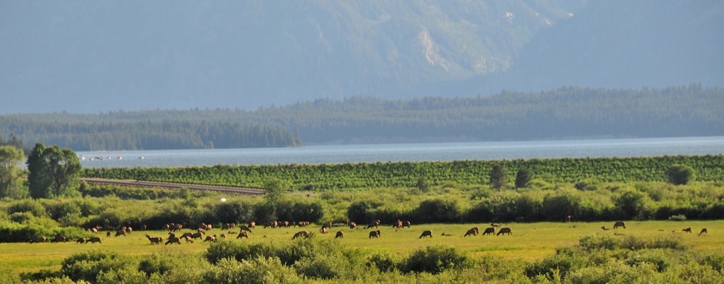 Herd of Elk at Jackson Lake/