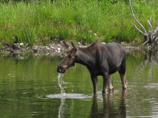 Teton Moose!