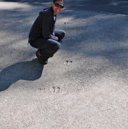 Moose tracks on the concrete/
		    