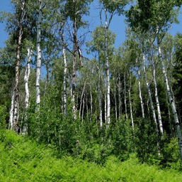 Aspens shimmering in the wind/
		    