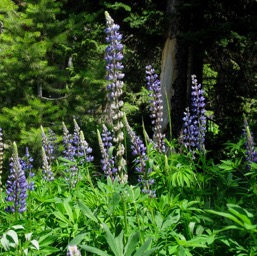 Blooming lupins/
		    