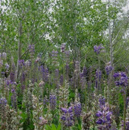 Surrounded by Lupins and aspens /
		    