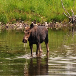 And finally a moose!/
		    