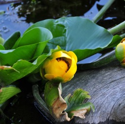 Water lilies at Swan Lake/
		    