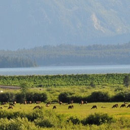 Herd of Elk at Jackson Lake/
		    