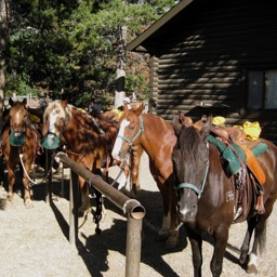 Horses getting ready for a walk/
		    