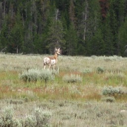 Pronghorn? Maybe.../
		    