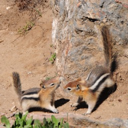Tiniest ever ground squirrels /
		    