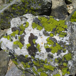 Super bright lichen.../
		    