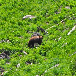 Well hello Mr. Grizzly Bear!/
		    