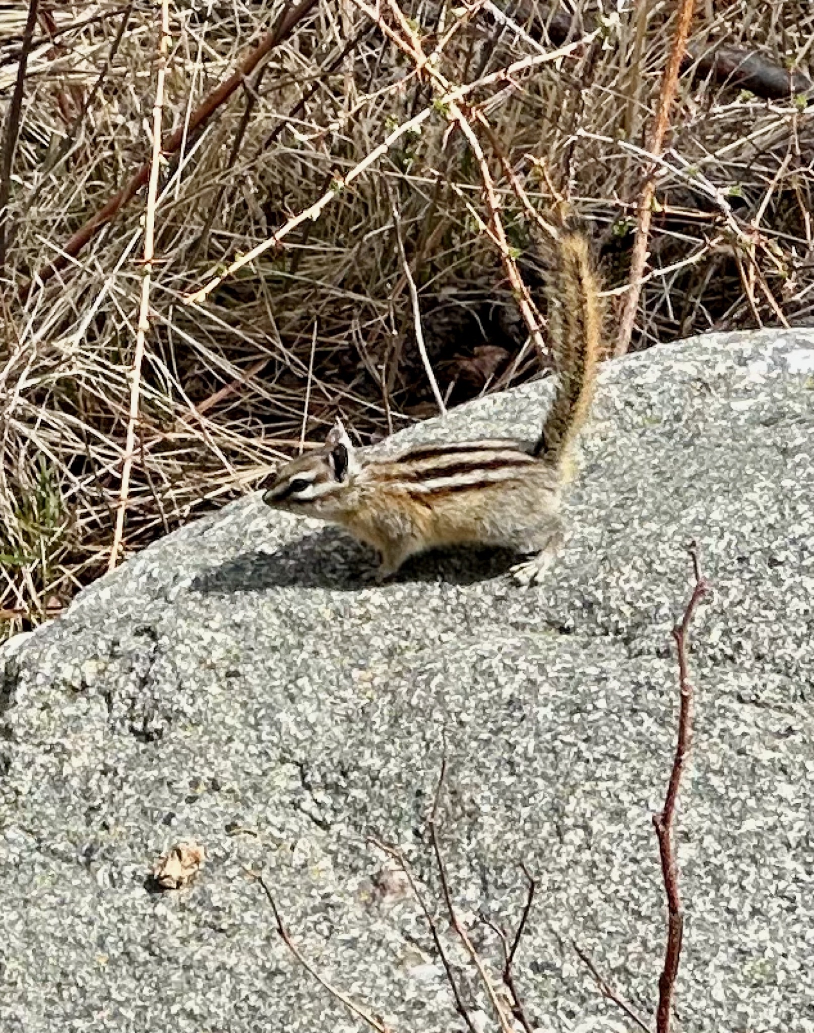 Teeny munchkin on Cathedral Spires Trail/