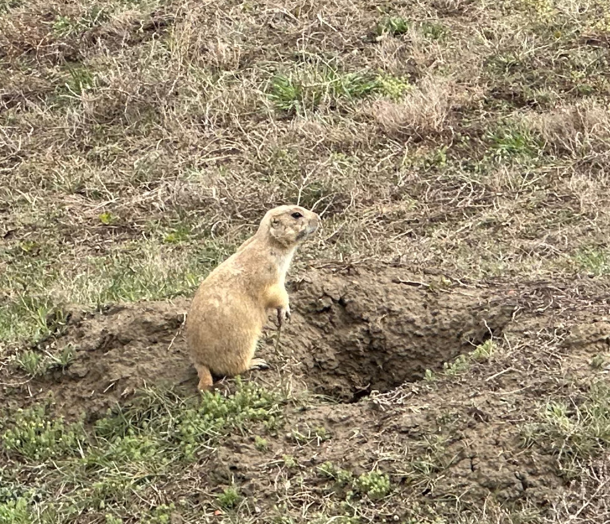 The most adorable prairie dog... one of a million/