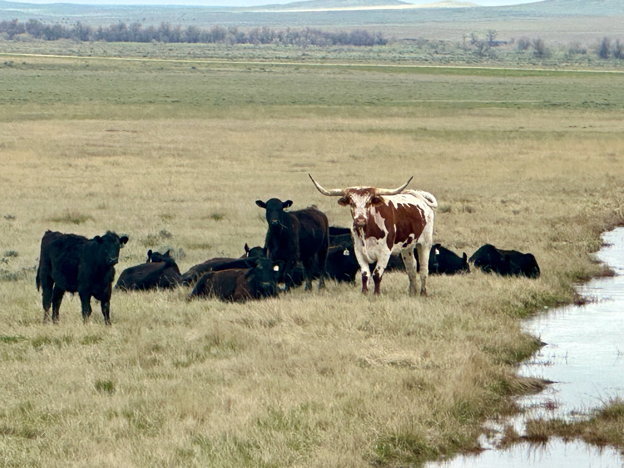 Mr. Big Horn and his ladies/