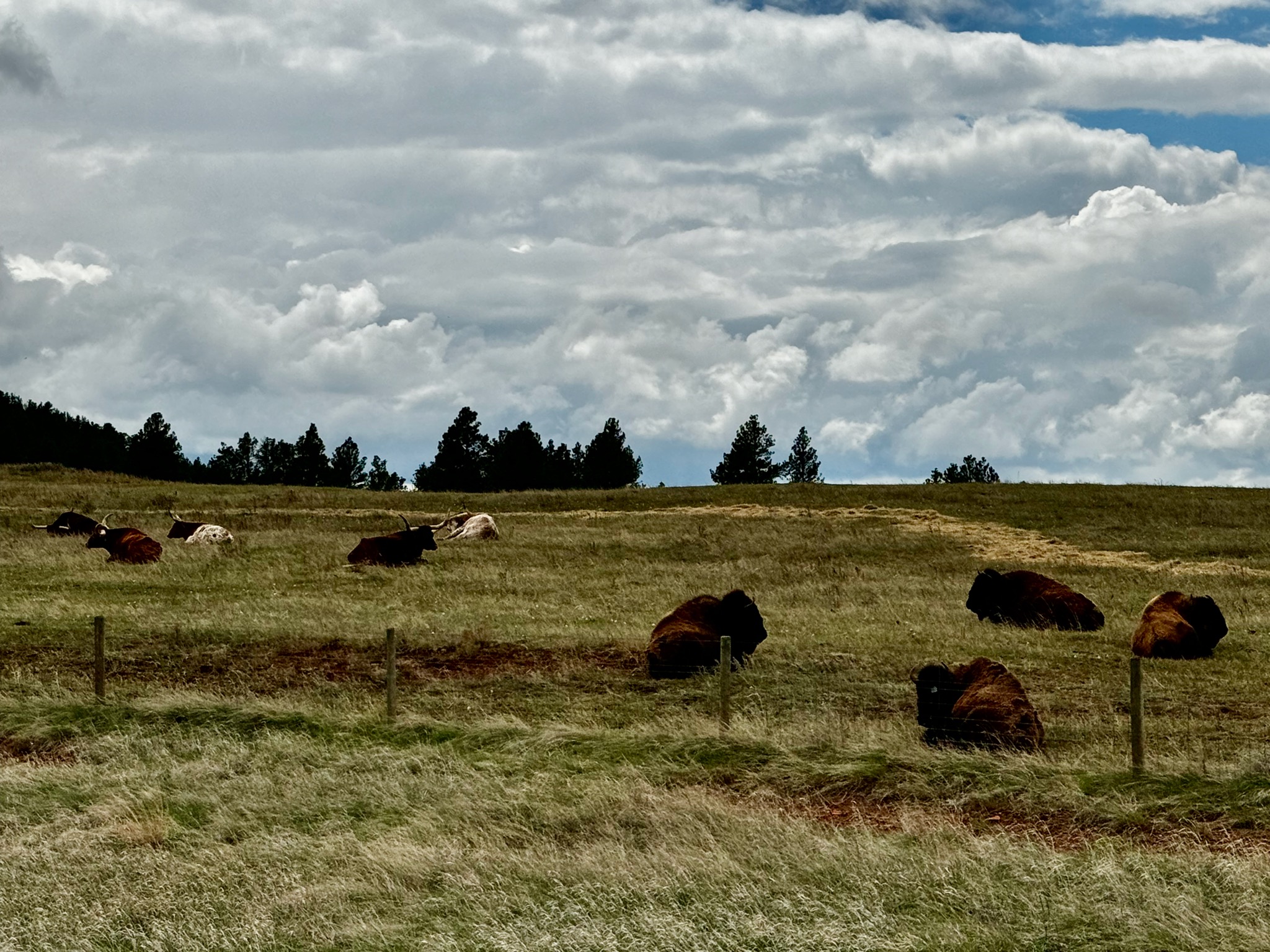 Big horns hanging out with their furry relatives/58 WY-110, Devils Tower, WY 82714, USA