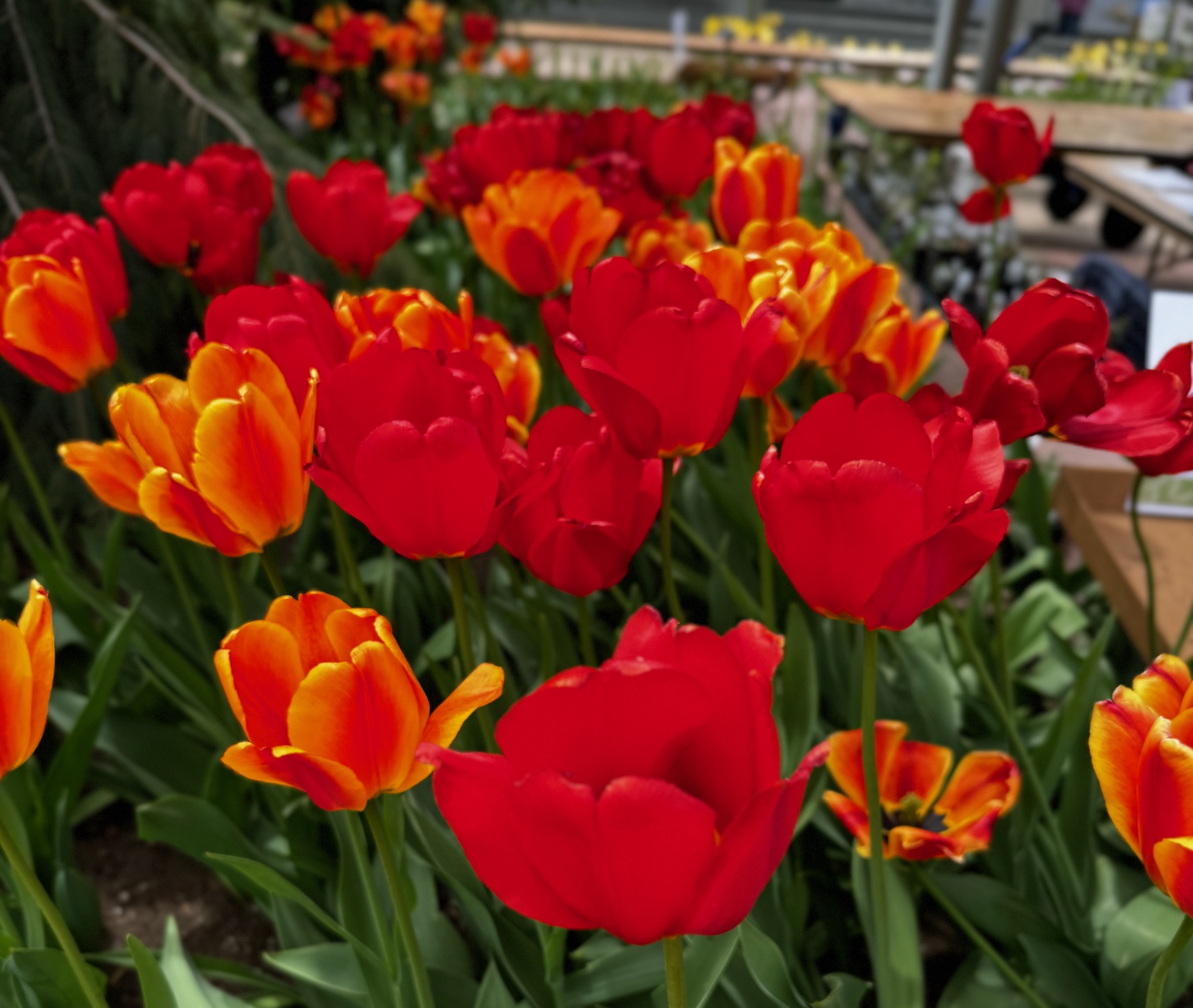 Back to civilization @ Denver Botanic Gardens/Denver Botanic Gardens, 1007 York St, Denver, CO 80206, USA