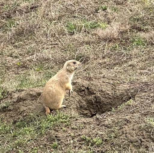 The most adorable prairie dog... one of a million/
		    