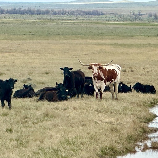 Mr. Big Horn and his ladies/
		    