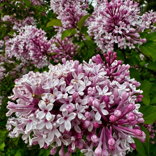 Beautiful lilacs/
		    Denver Botanic Gardens, 1007 York St, Denver, CO 80206, USA