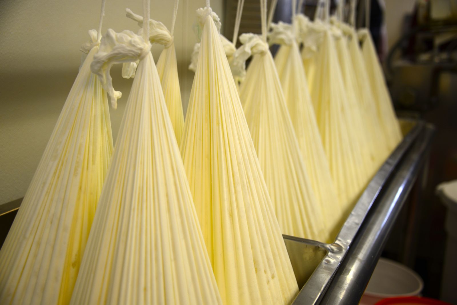 What will soon be yummy cheese/