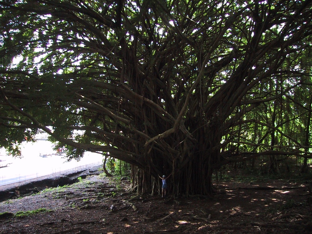 Ginormous Ficus Benjamina/