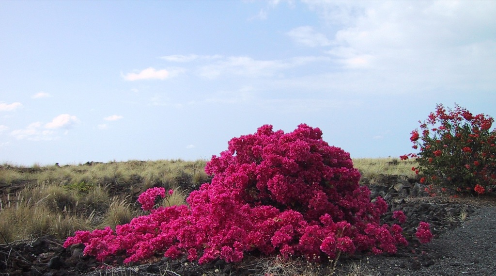 Just growing out of lava/