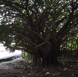 Ginormous Ficus Benjamina/
		    