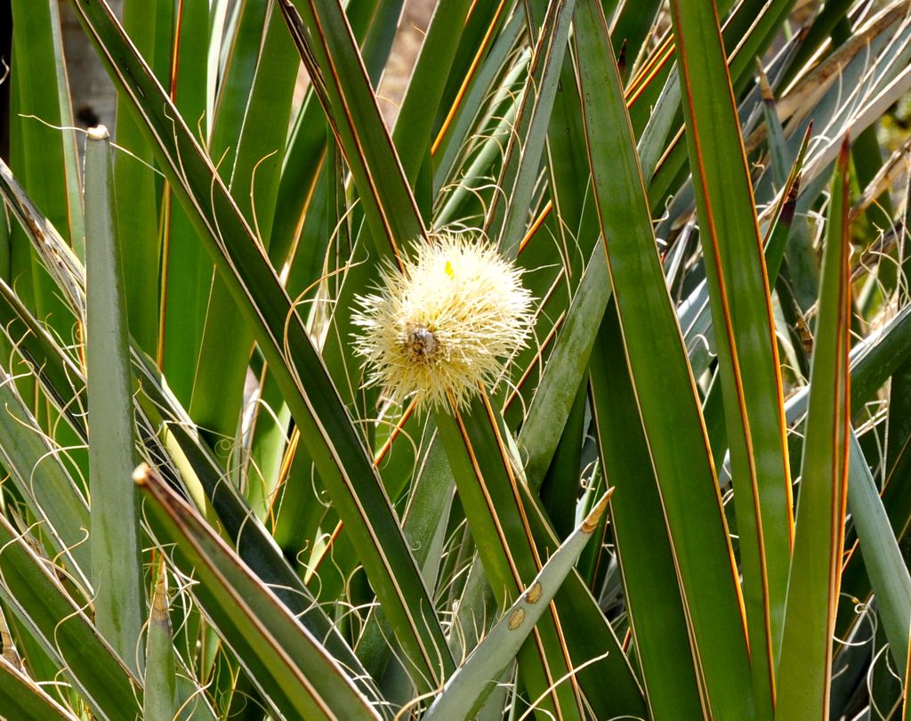 Teddybear cholla attacking other cacti!/