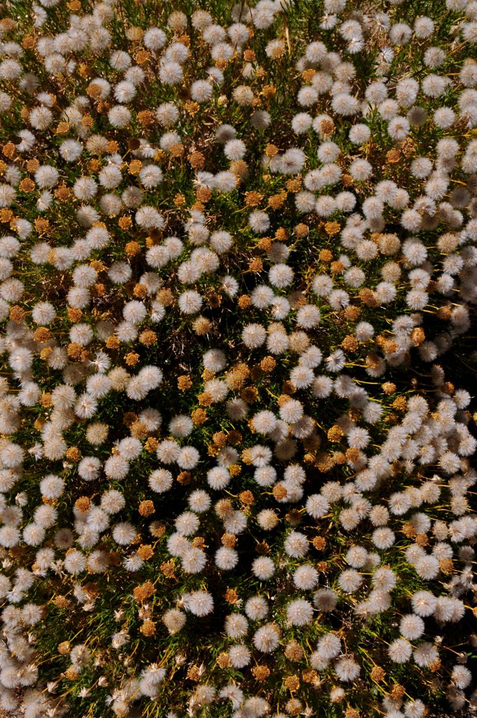 Poofy seed pods on poofy flowers/