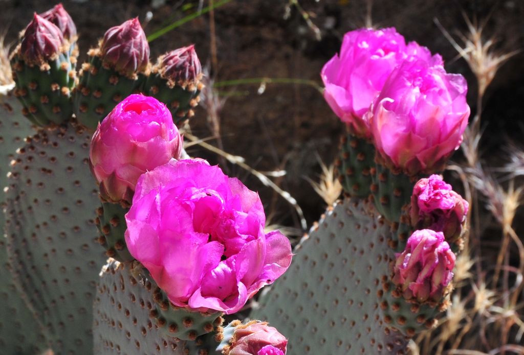 Prickly pear flower/
