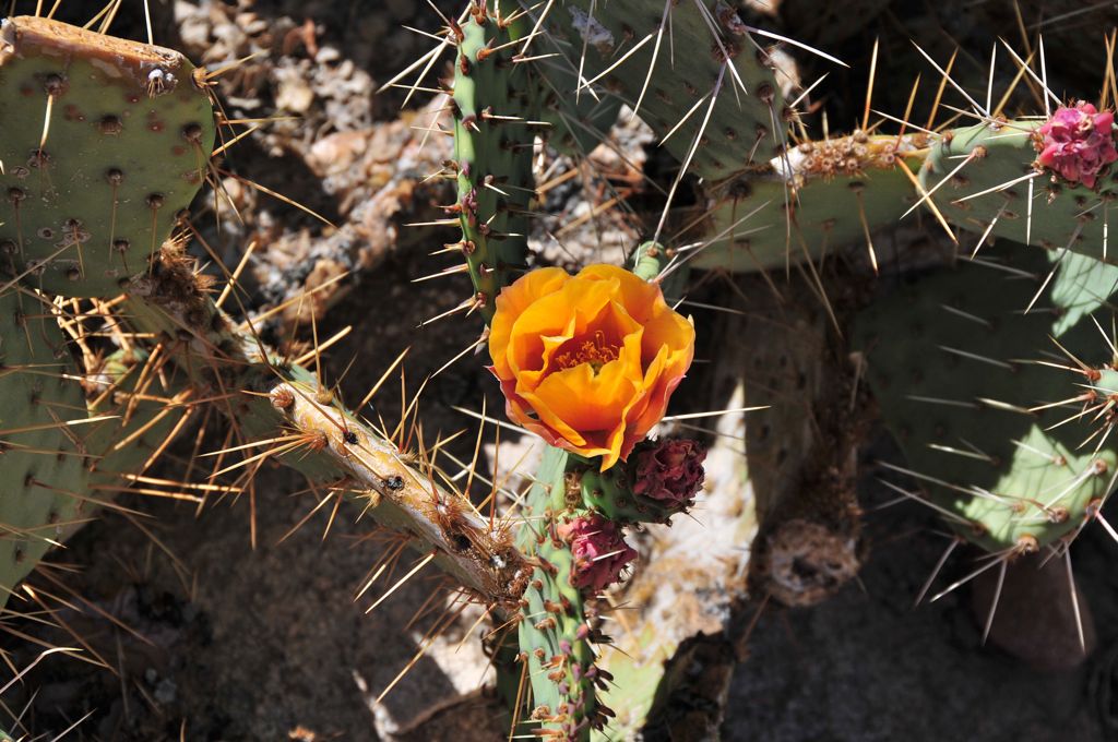 More beautiful flowers on thorny cacti/