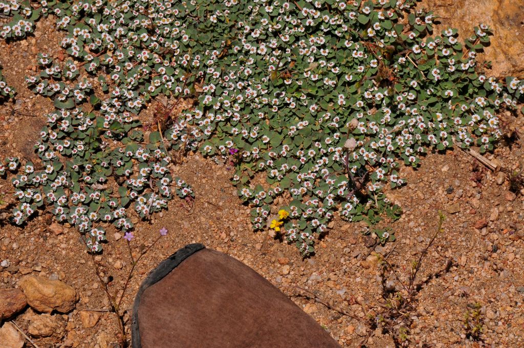 Flattened flowers/