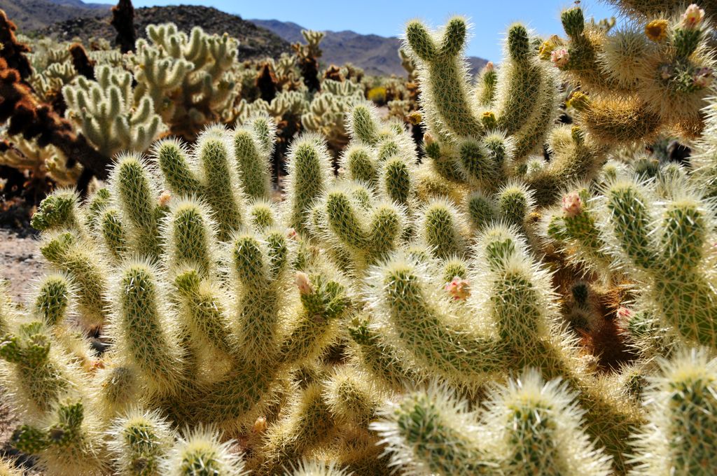Cholla forest!/