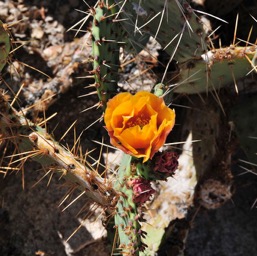 More beautiful flowers on thorny cacti/
		    