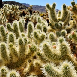 Cholla forest!/
		    