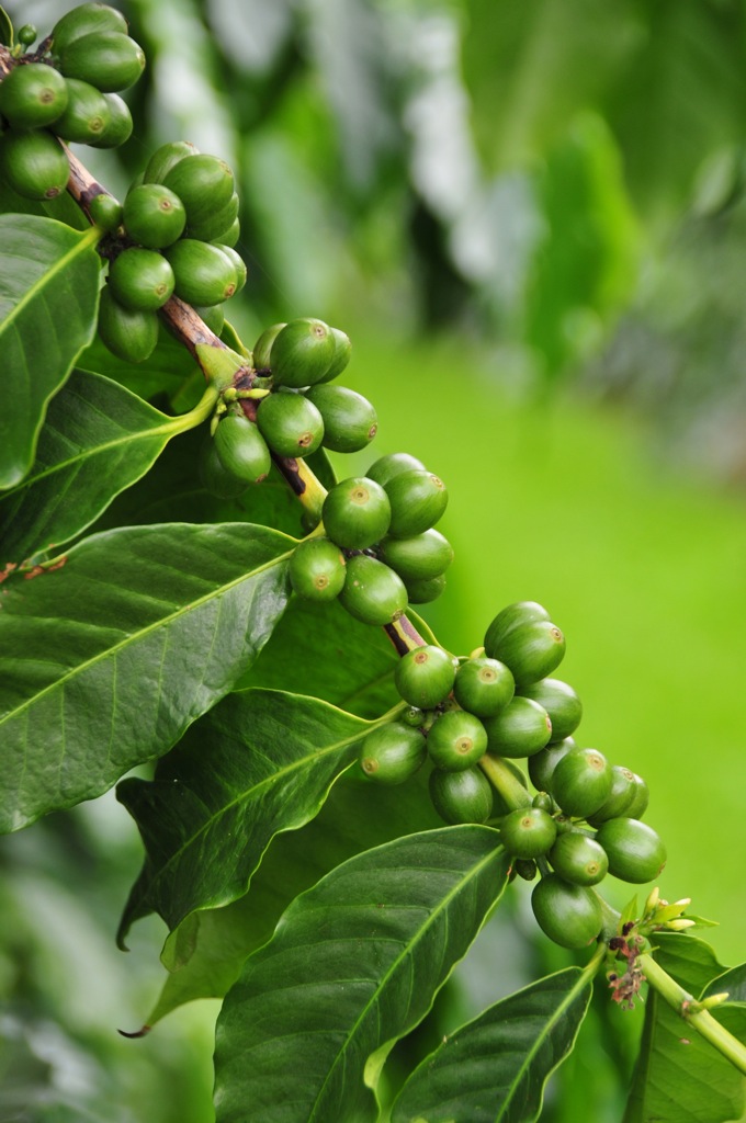 Mmm... coffee beans!/