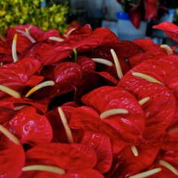 Flowers in Hilo farmer's market/
		    