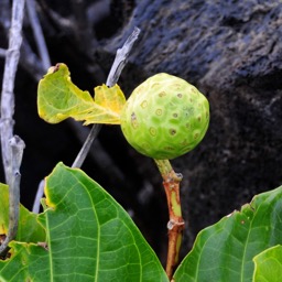 Noni fruit in the middle of the lava!/
		    