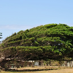 Crazy tree on the way to Ka Lae, southernmost point in the US/
		    