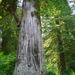 The tree, she is big!/
		    