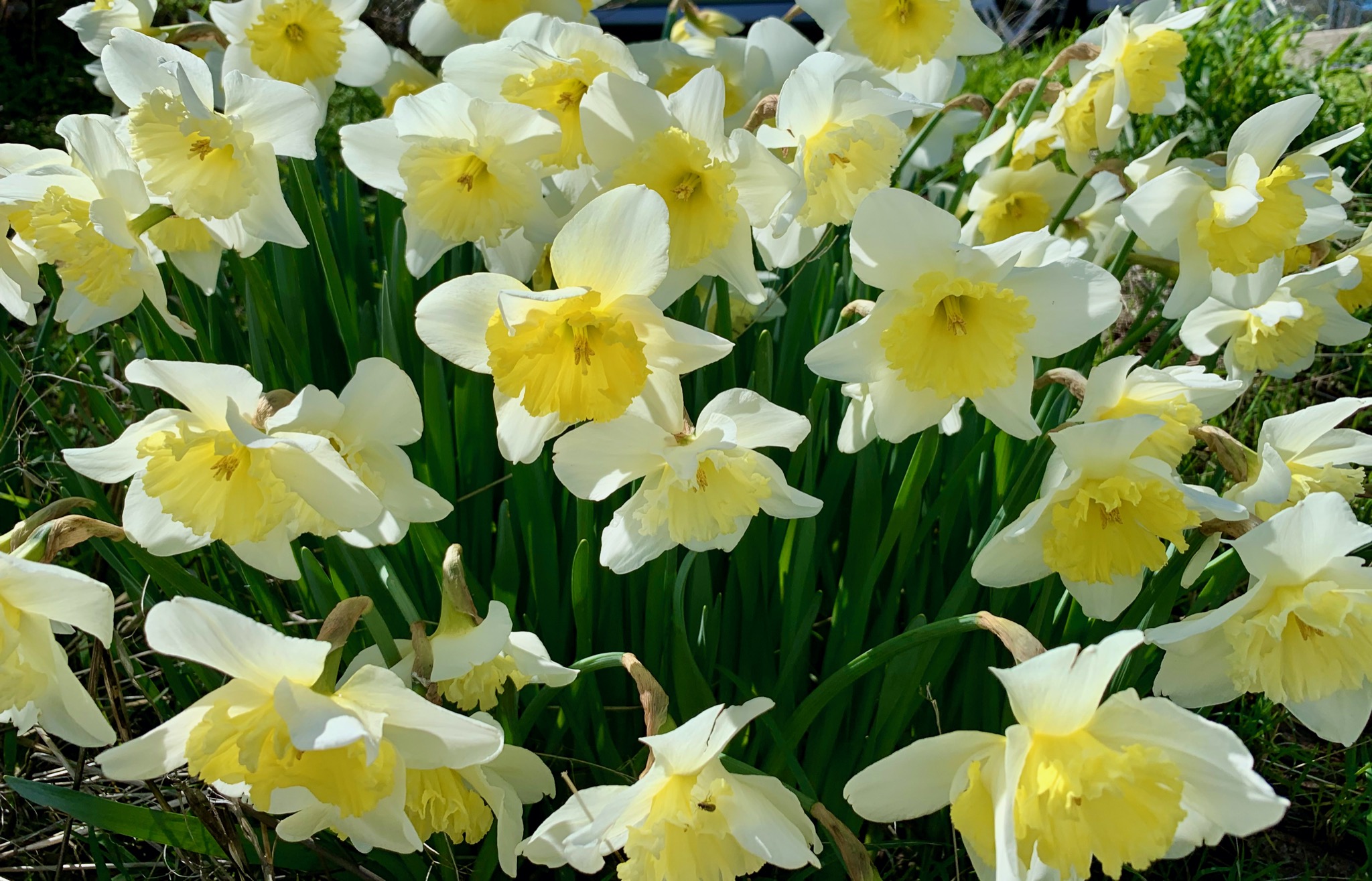 Daffodils on the way to Yosemite /