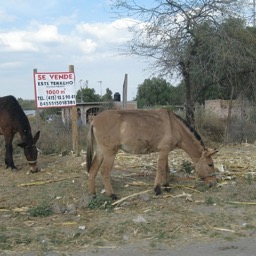 The donkeys don't care about the traffic whizzing by at 50 miles an hour/
		    