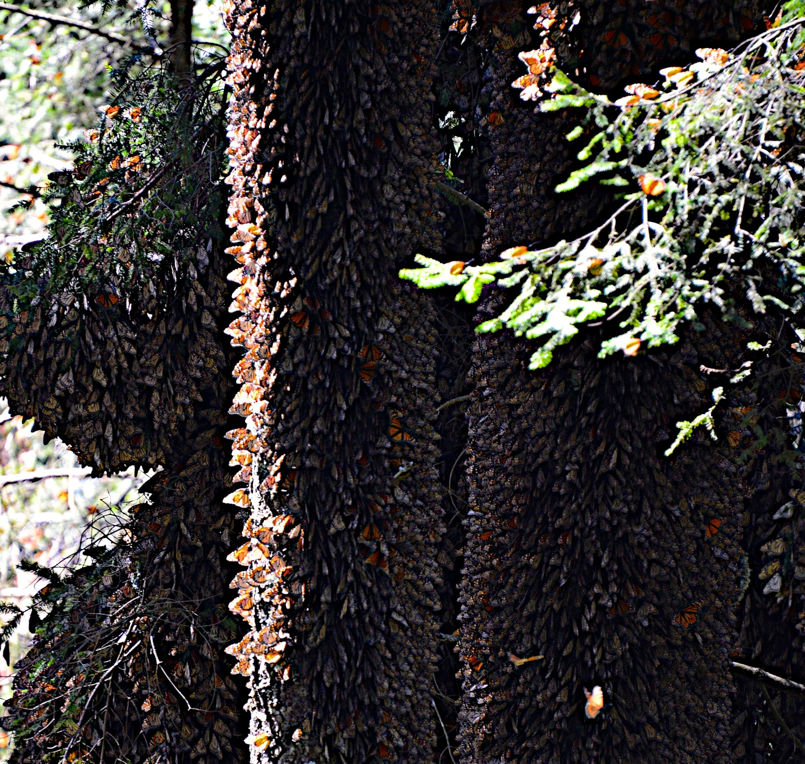 Trees covered with butterflies/