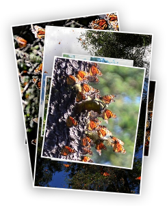 Monarch butterfly migration