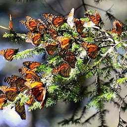 So many monarchs!/
		    